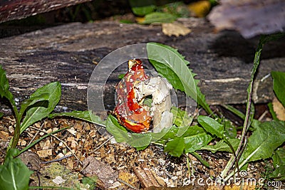 A Short Life Of The Fly Agaric (Latin Amanita Muscaria) Stock Photo