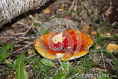 The Fly Agaric With Birch List On It Stock Photo