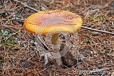 Fly agaric poisonous mushroom in autumn Stock Photo