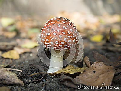 Fly agaric poisonous mushroom, beautiful bright hat with white dots. Stock Photo