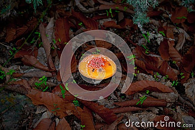 Fly agaric poisonous mushroom Stock Photo