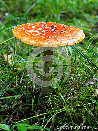 Fly agaric poisonous mushroom. Stock Photo