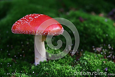 Fly agaric toadstool Stock Photo