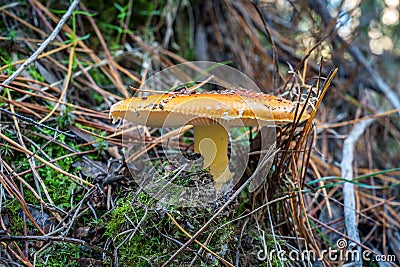 Fly Agaric toadstool - colorful poisonous wild mushroom Stock Photo