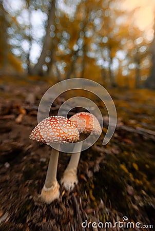 Fly agaric toadstool in forest Stock Photo