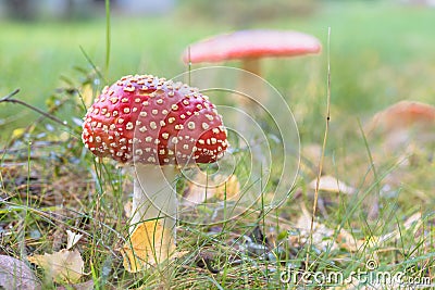 Fly Agaric toadstool poisonous mushroom. In red green and yellow colors in the forest. Stock Photo