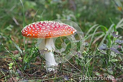 Fly Agaric toadstool poisonous mushroom. In red green and yellow colors in the forest Stock Photo