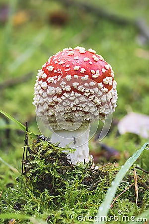 Fly Agaric toadstool poisonous mushroom. In red green and yellow colors in the forest. Stock Photo