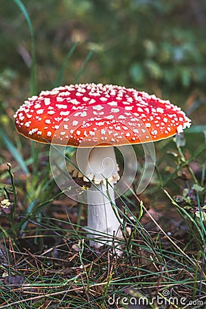 Fly Agaric toadstool poisonous mushroom. In red green and yellow colors in the orest. Stock Photo