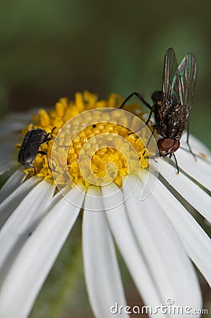 Fly and beetle feeding on a marguerite Argyranthemum adauctum canariense. Stock Photo