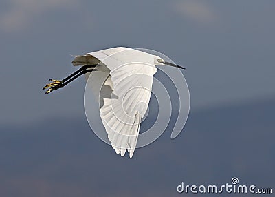 Fly bird Stock Photo