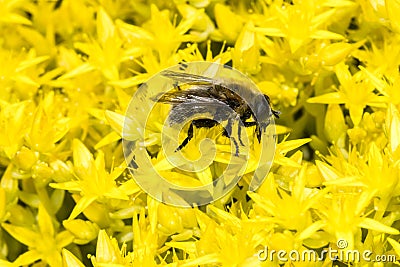 Fly on Biting Stonecrop Stock Photo