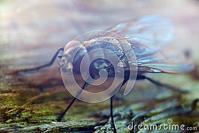 Fly bug insect silhouette, insectophobia or Infection threat concept Stock Photo