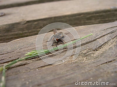 Fly and culm of grass on wood Stock Photo