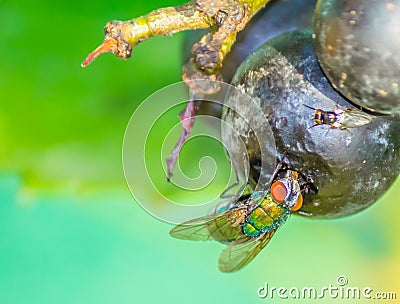 Fly eating from grape in my backyard Stock Photo