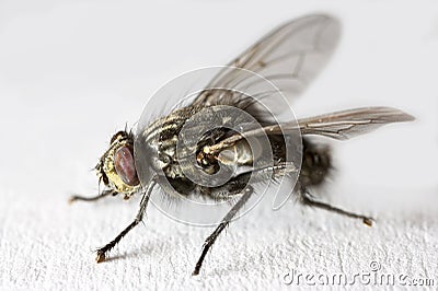 Fly in extreme macro mode Stock Photo