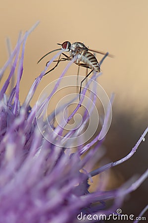 Fly feeding on a flower of Cheirolophus sp. Stock Photo