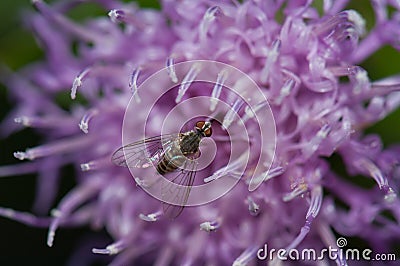 Fly feeding on a flower of Cheirolophus sp. Stock Photo