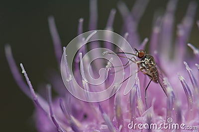 Fly feeding on a flower of Cheirolophus sp. Stock Photo