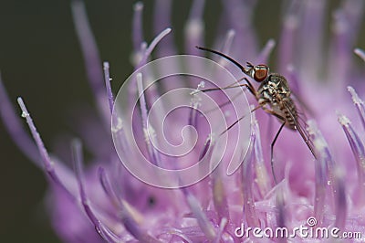 Fly feeding on a flower of Cheirolophus sp. Stock Photo