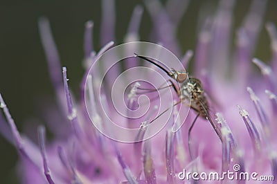 Fly feeding on a flower of Cheirolophus sp. Stock Photo