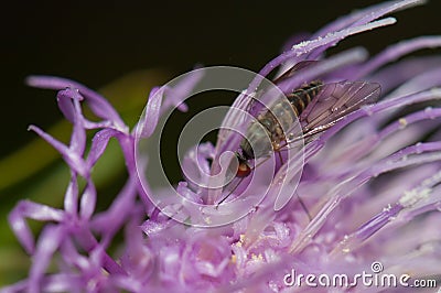 Fly feeding on a flower of Cheirolophus sp. Stock Photo