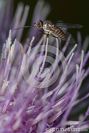 Fly feeding on a flower of Cheirolophus sp. Stock Photo