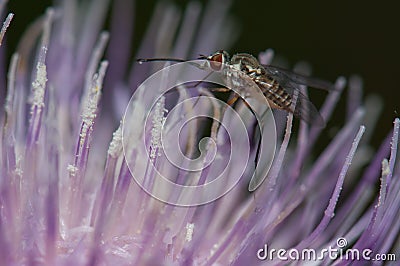 Fly feeding on a flower of Cheirolophus sp. Stock Photo