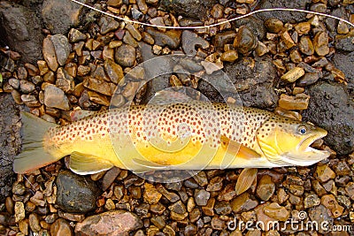 Fly Fishing, Beautiful Brown Trout Stock Photo