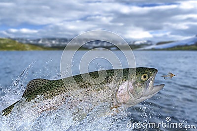Fly fishing. Rainbow trout fish jumping for catching synthetic insect with splashing in water Stock Photo