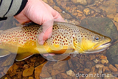 Fly Fishing, Releasing Beautiful Brown Trout Stock Photo