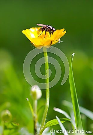 Fly on flower Stock Photo