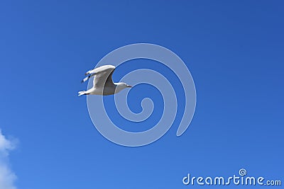 Fly free and fly far Stock Photo