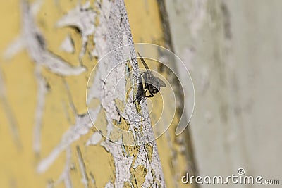 Fly. Galanthus plicatus Stock Photo