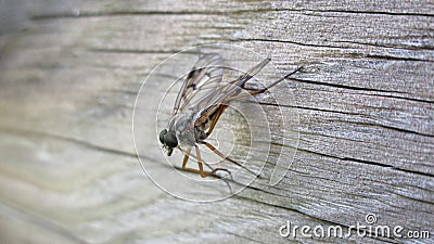 Fly hunter ktyr in ambush Stock Photo