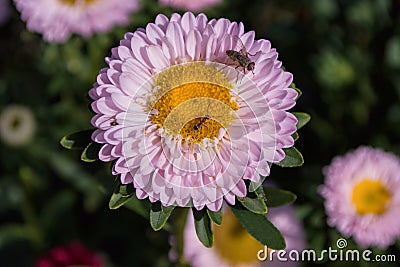 A fly Hylemya vagans sits on a light pink Aster flower. Stock Photo