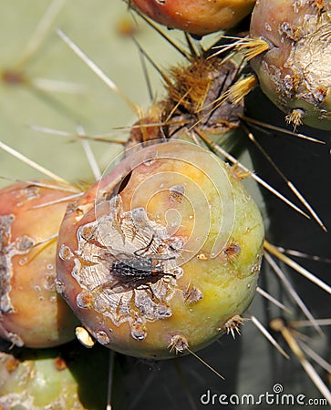 Fly on Nopales or Prickly Pear Cactus fruit or tuna I Stock Photo