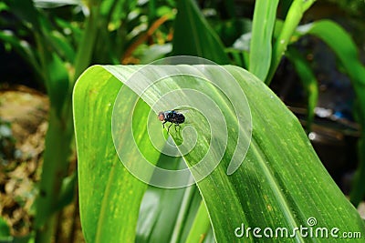 Fly insect on corn leaf Stock Photo