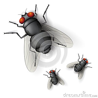 Fly Vector Illustration