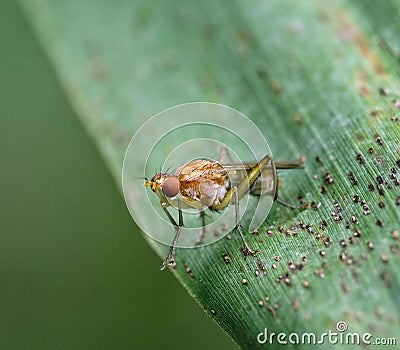 fly insect macro closeup detal Stock Photo