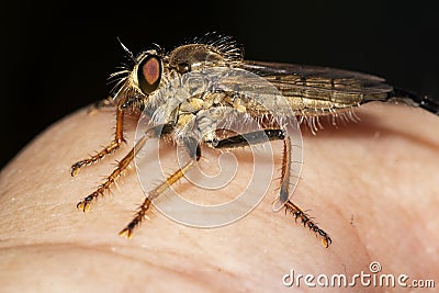 Fly ktyr hornet-shaped on the hand Stock Photo