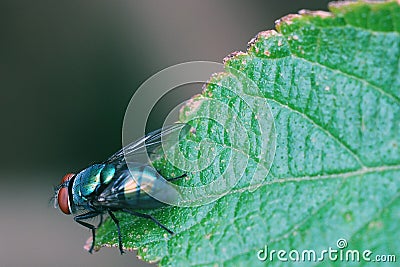 Fly, insect, nature Stock Photo