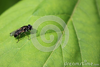 Ð fly on a leaf Stock Photo