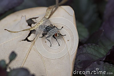 Fly on a leaf Stock Photo