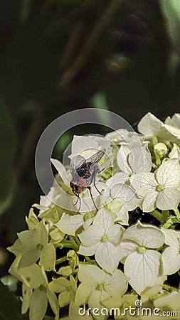 Fly leaf white Flower Insects insect green yellow Stock Photo