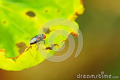 Fly Stock Photo