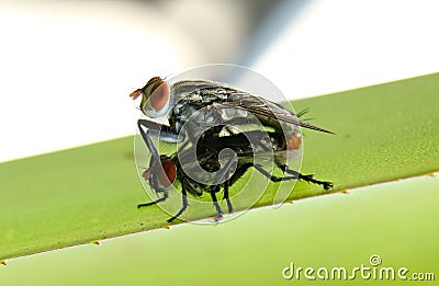 The fly lover Stock Photo