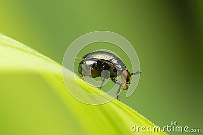 Fly that mimics beetle, Paracelyphus hyacinthus, Satara, Stock Photo