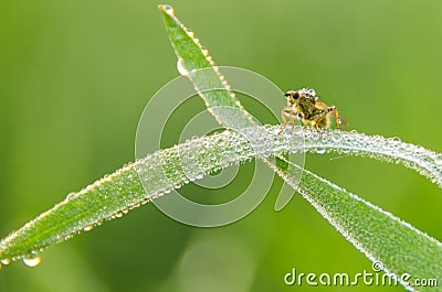 Fly in the morning covered with dewdrops close-up Stock Photo