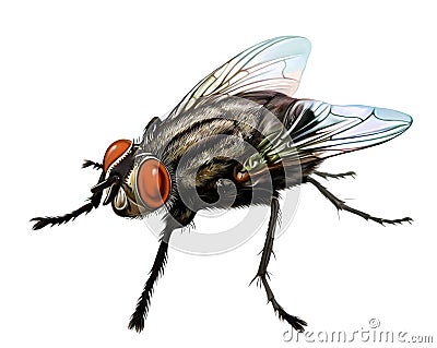 Fly, Musca domestica, order Diptera Cartoon Illustration